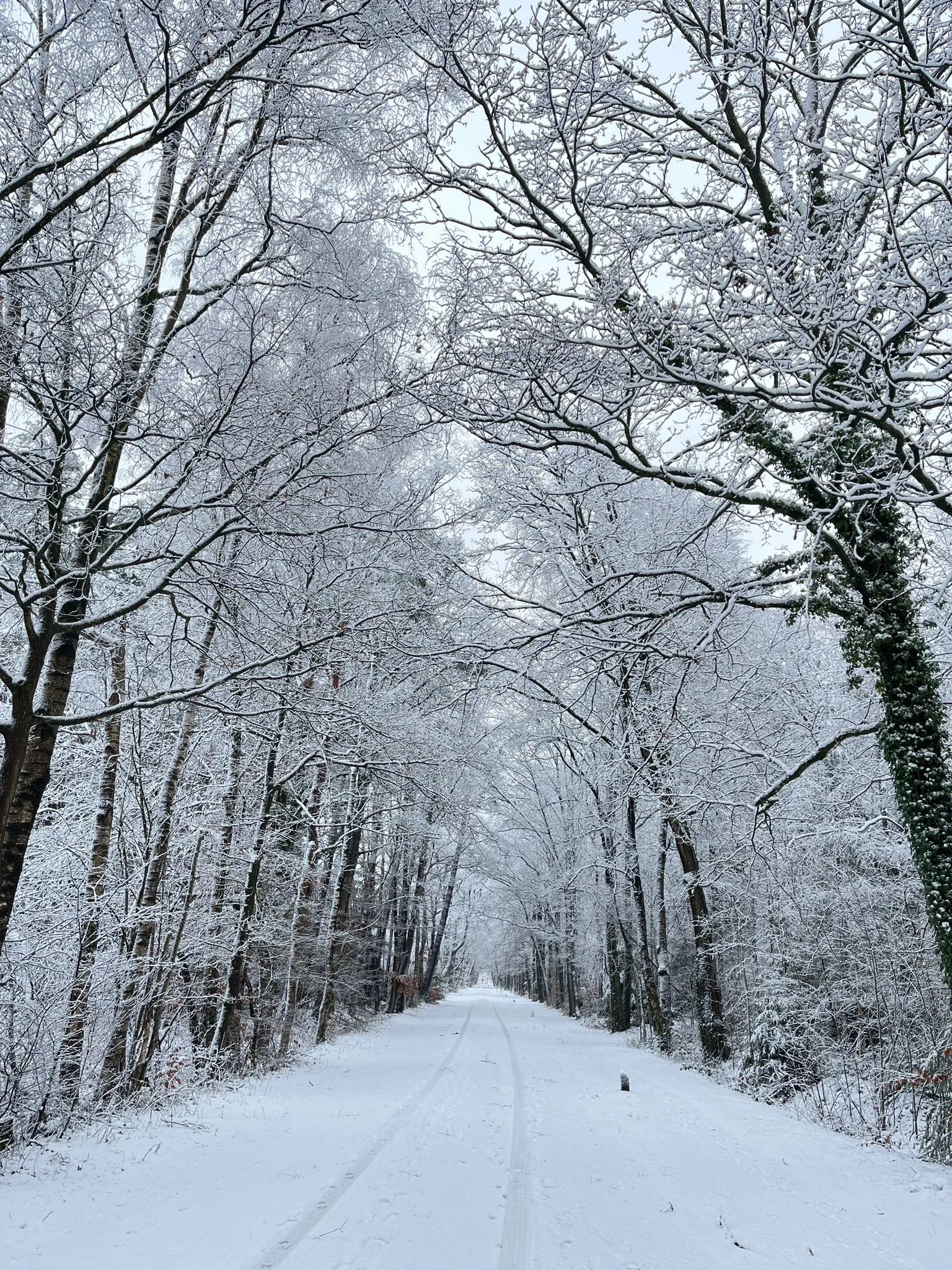 Een stille, besneeuwde laan die door het bos rond het Windmolenveld voert, met sneeuw op de overhangende takken